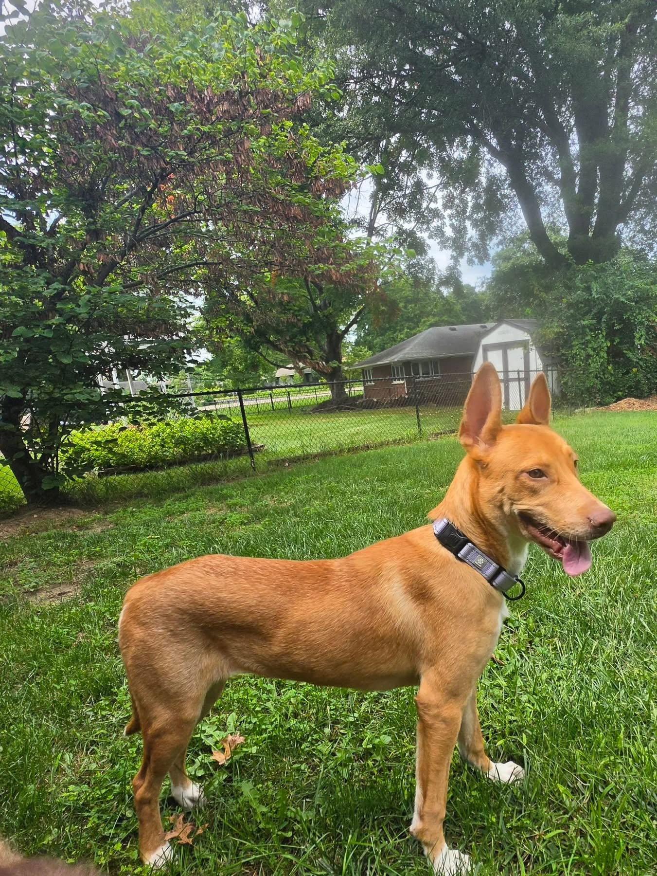 Sonali, Adopted, Adult Female Mixed Breed.
