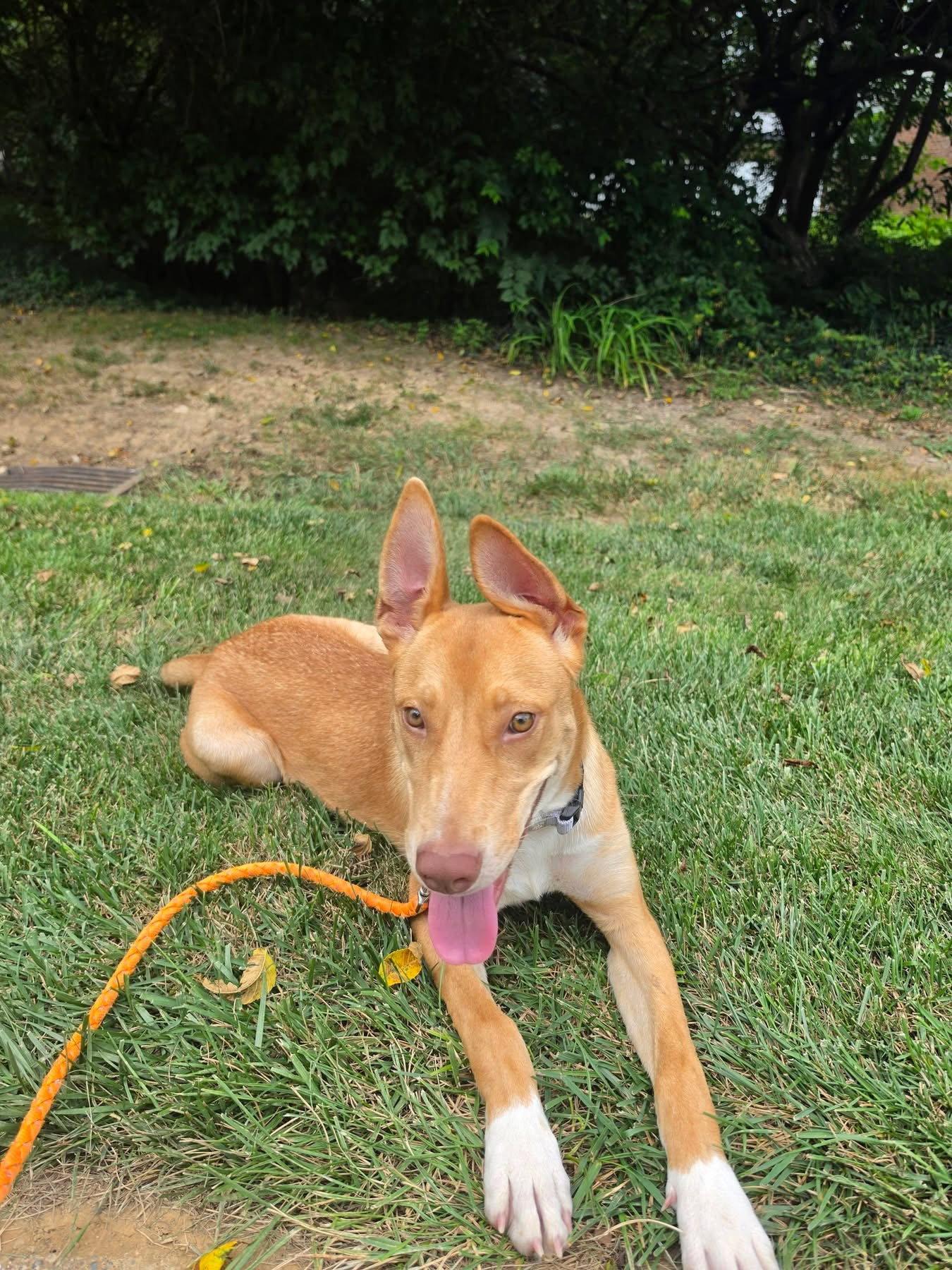 Enlarge Sonali, a Adopted Mixed Breed in Germantown, OH image 2/3
