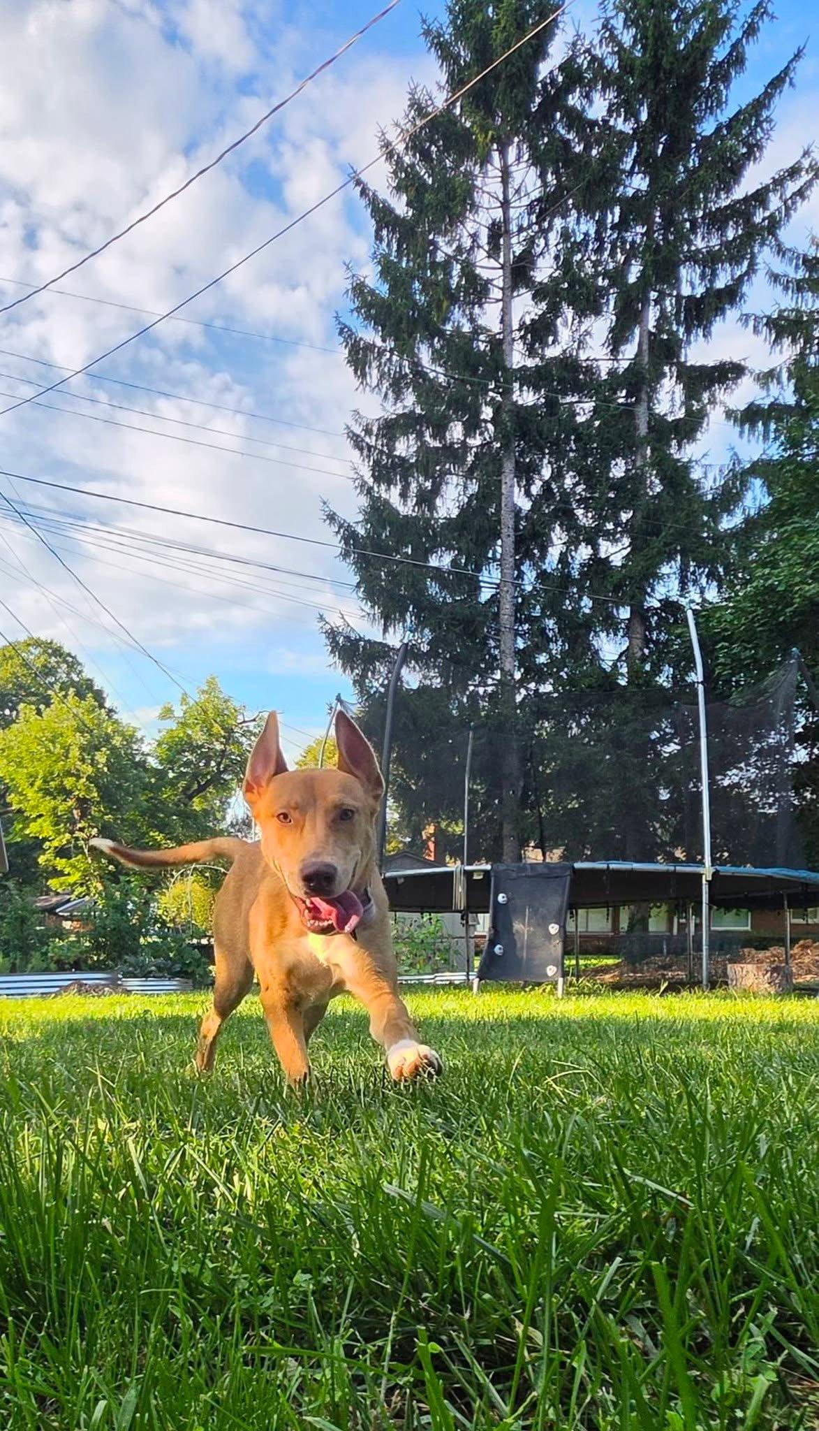 Enlarge Sonali, a Adopted Mixed Breed in Germantown, OH image 3/3