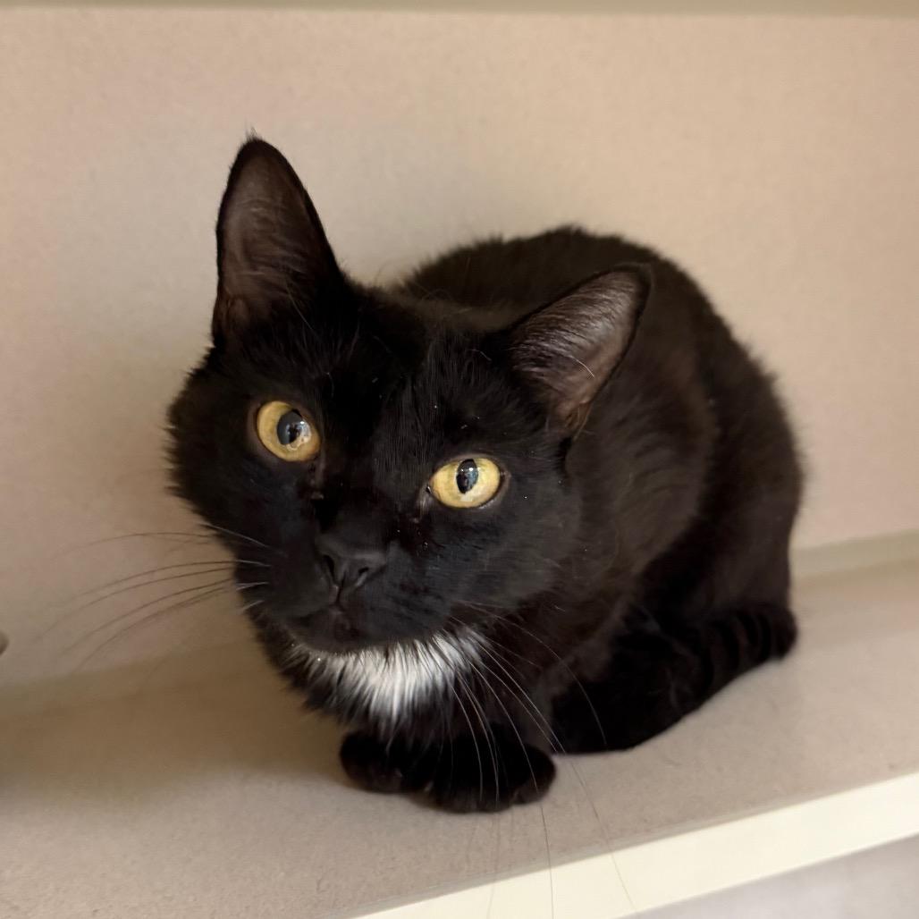 Lou Mama, Adoptable, Adult Female Domestic Short Hair.