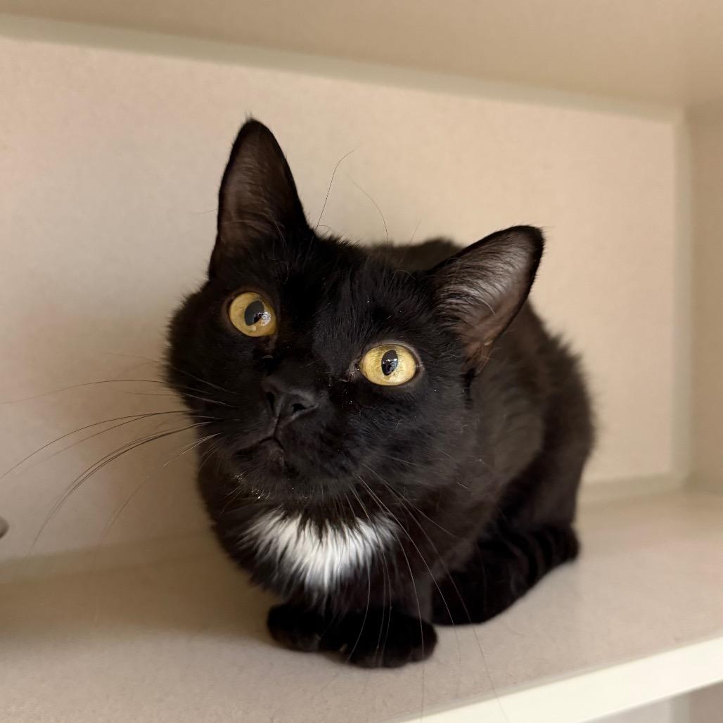 Lou Mama, a Adoptable Domestic Short Hair in Durango, CO image 2/2