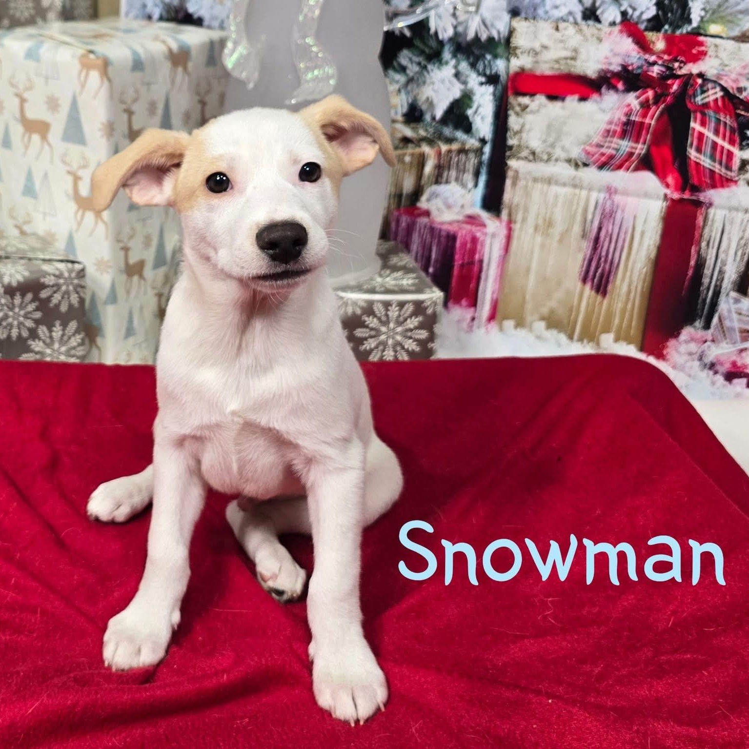 Enlarge Snowman, a ADOPTABLE mixed breed in Joliet, IL image 1/1