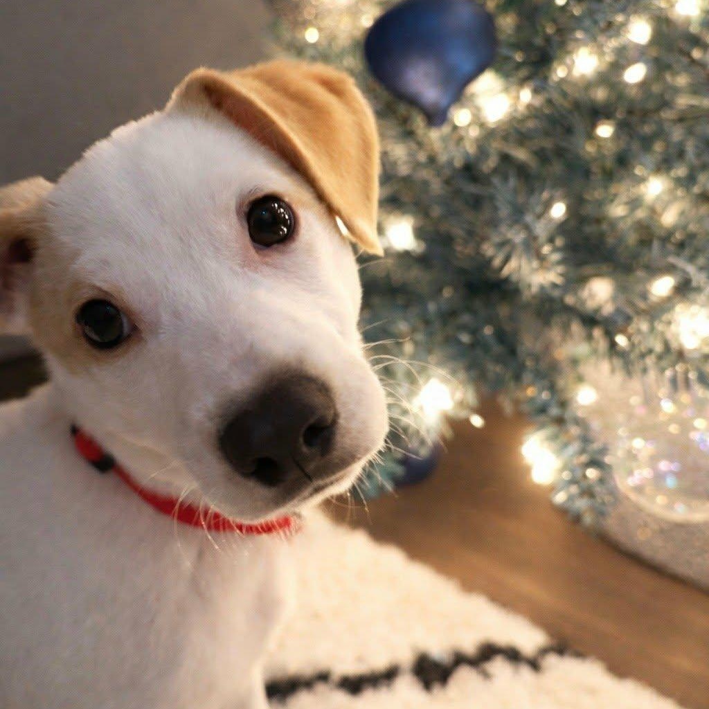 Snowman (IN FOSTER), ADOPTABLE, Puppy Male Mixed Breed.