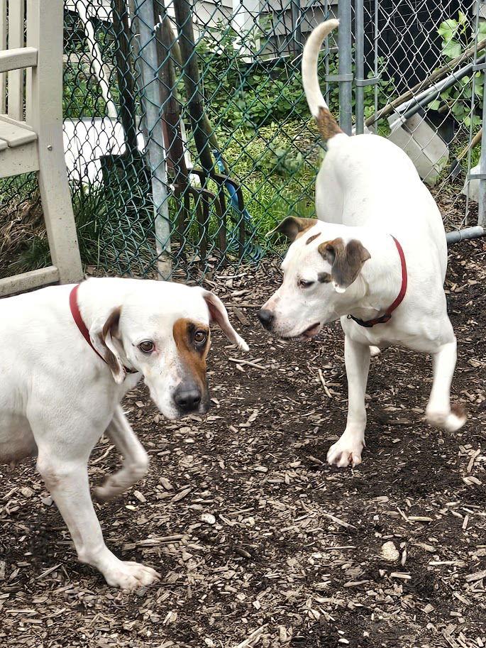 Enlarge Harlequin (and Dot), a Adoptable Hound in Ringwood, NJ image 2/3