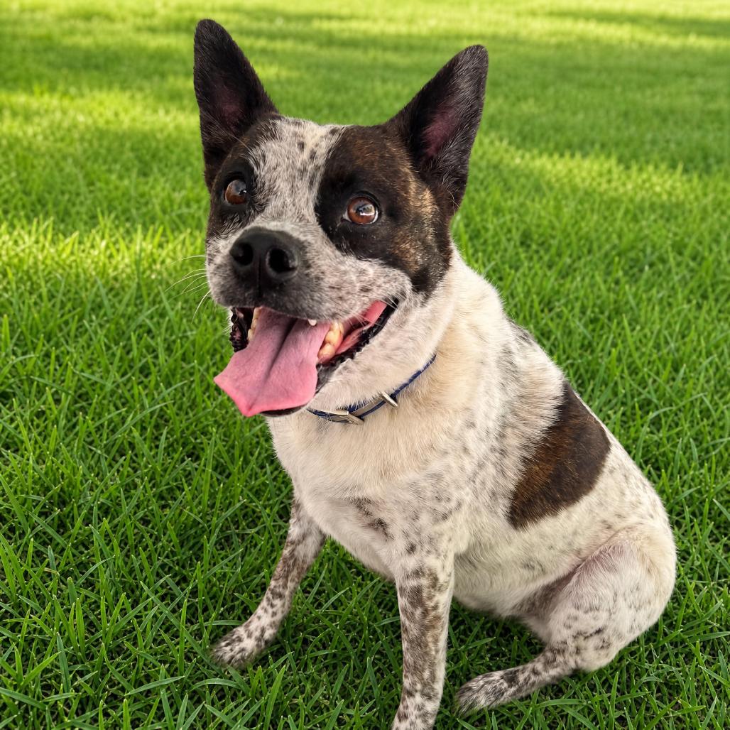 Dallas, Adoptable, Adult Male Australian Cattle Dog / Blue Heeler & Mixed Breed.