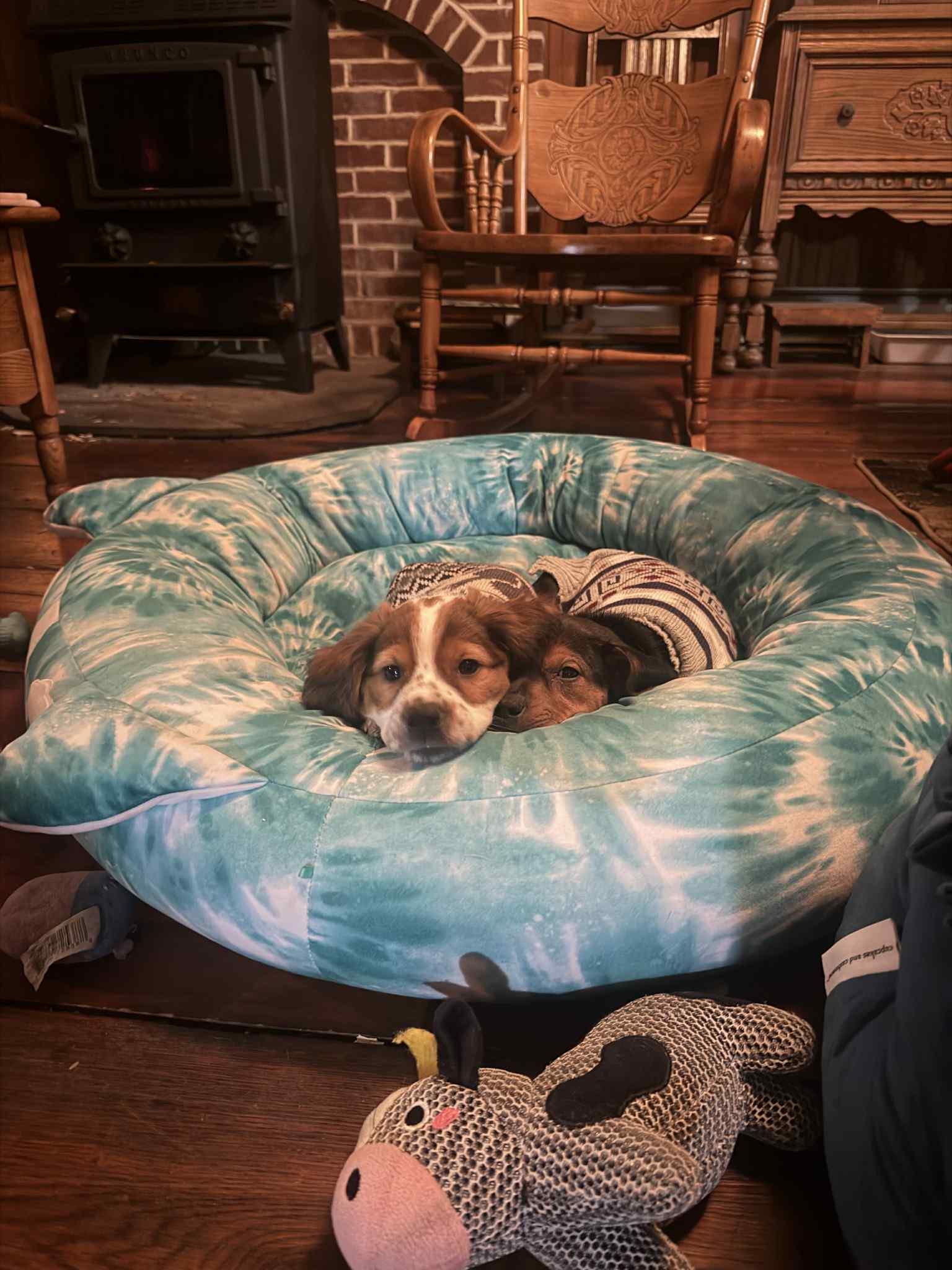 Frankie, a Adoptable mixed breed in Mechanicsburg, PA image 1/2