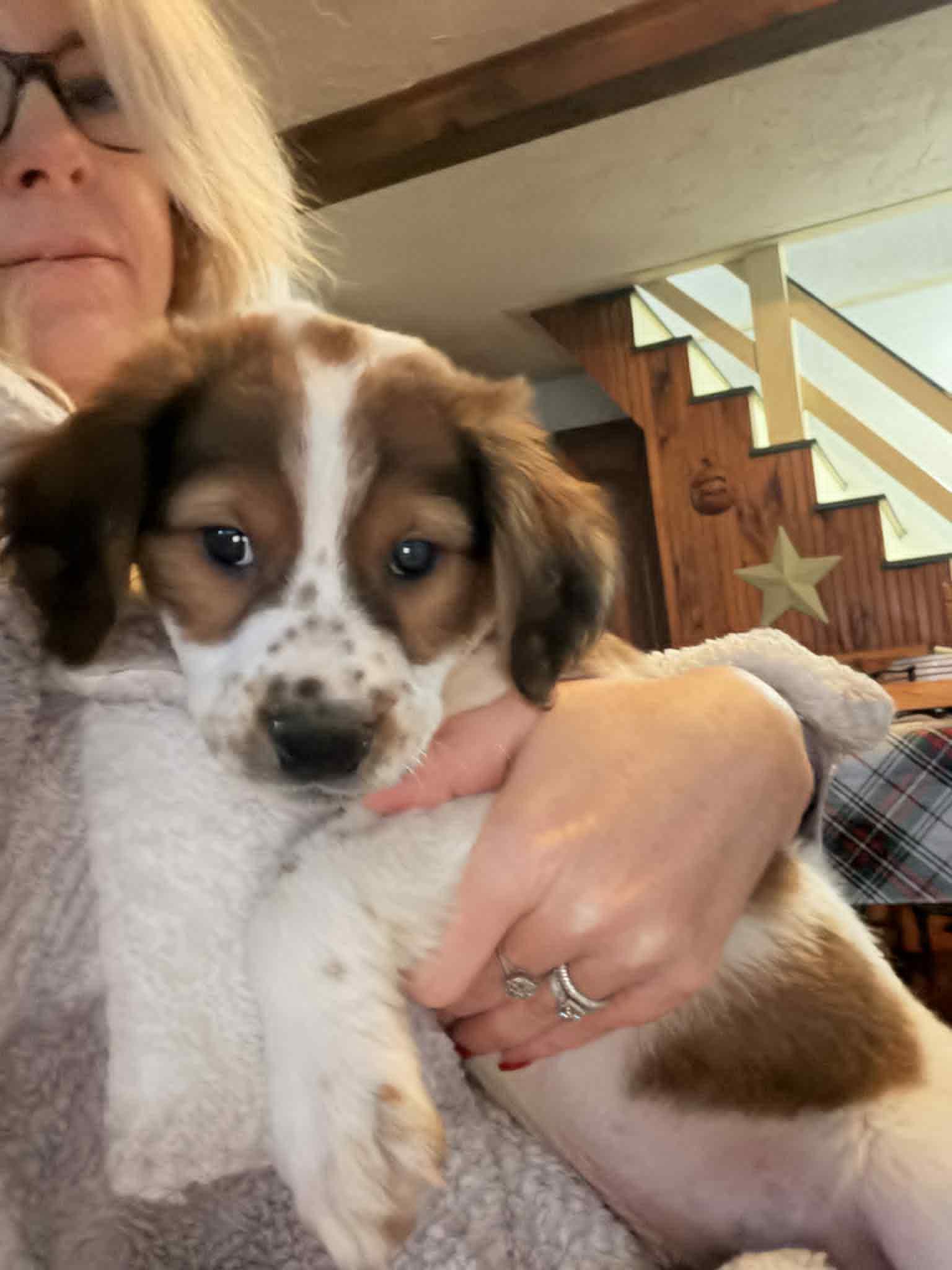 Frankie, a Adoptable mixed breed in Mechanicsburg, PA image 2/2