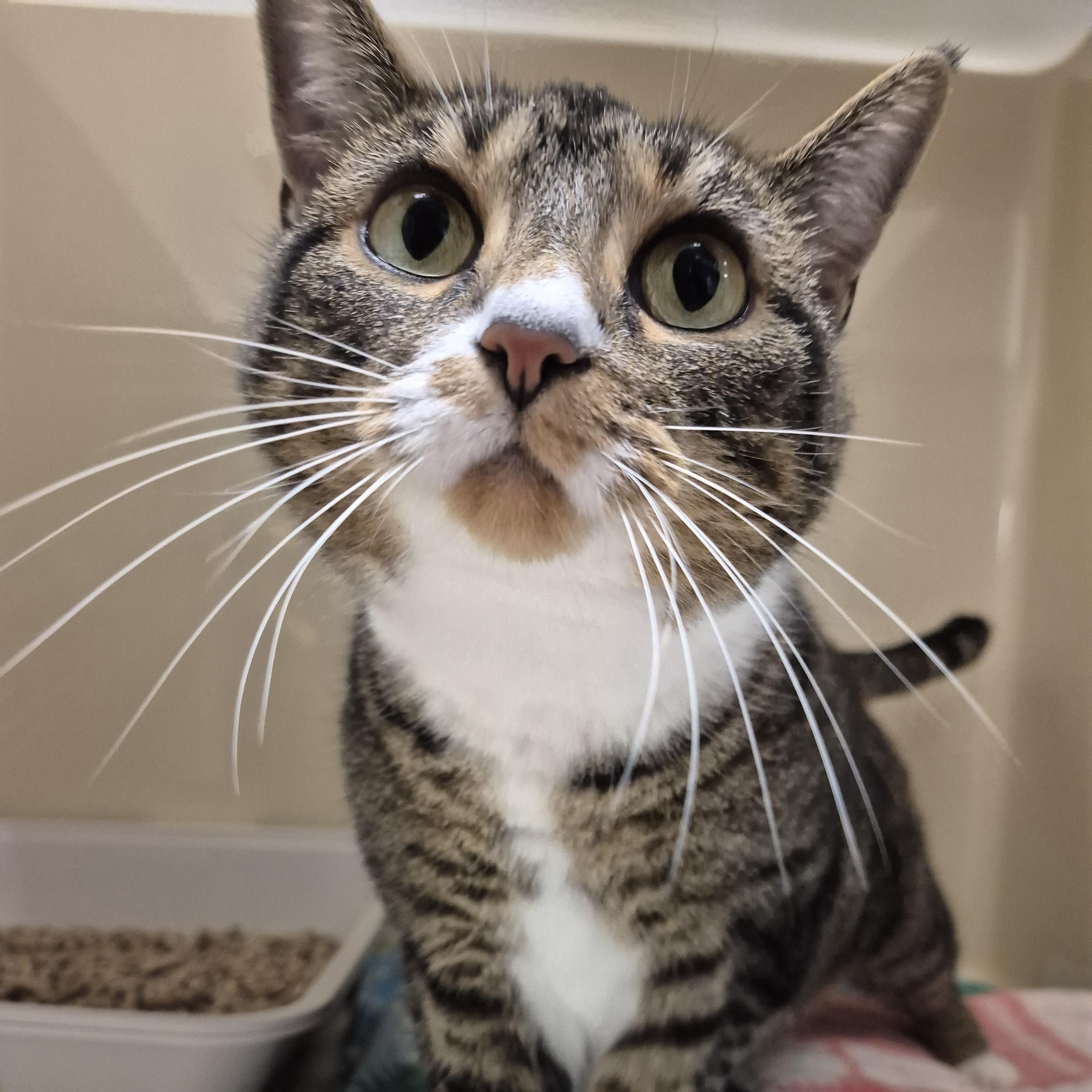 Enlarge Kittyhawk, a Adoptable Domestic Short Hair in Tioga, PA image 2/6