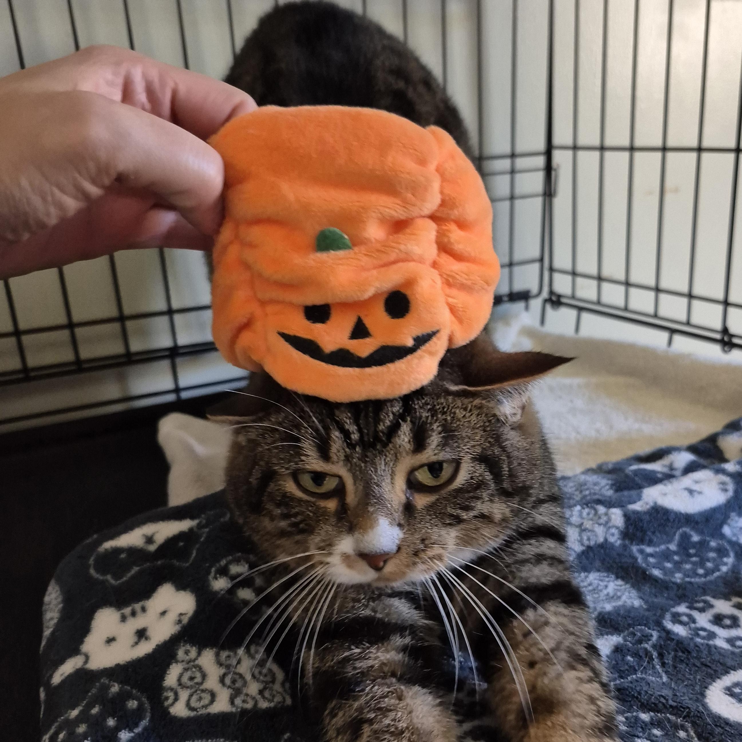 Enlarge Kittyhawk, a Adoptable Domestic Short Hair in Tioga, PA image 6/6