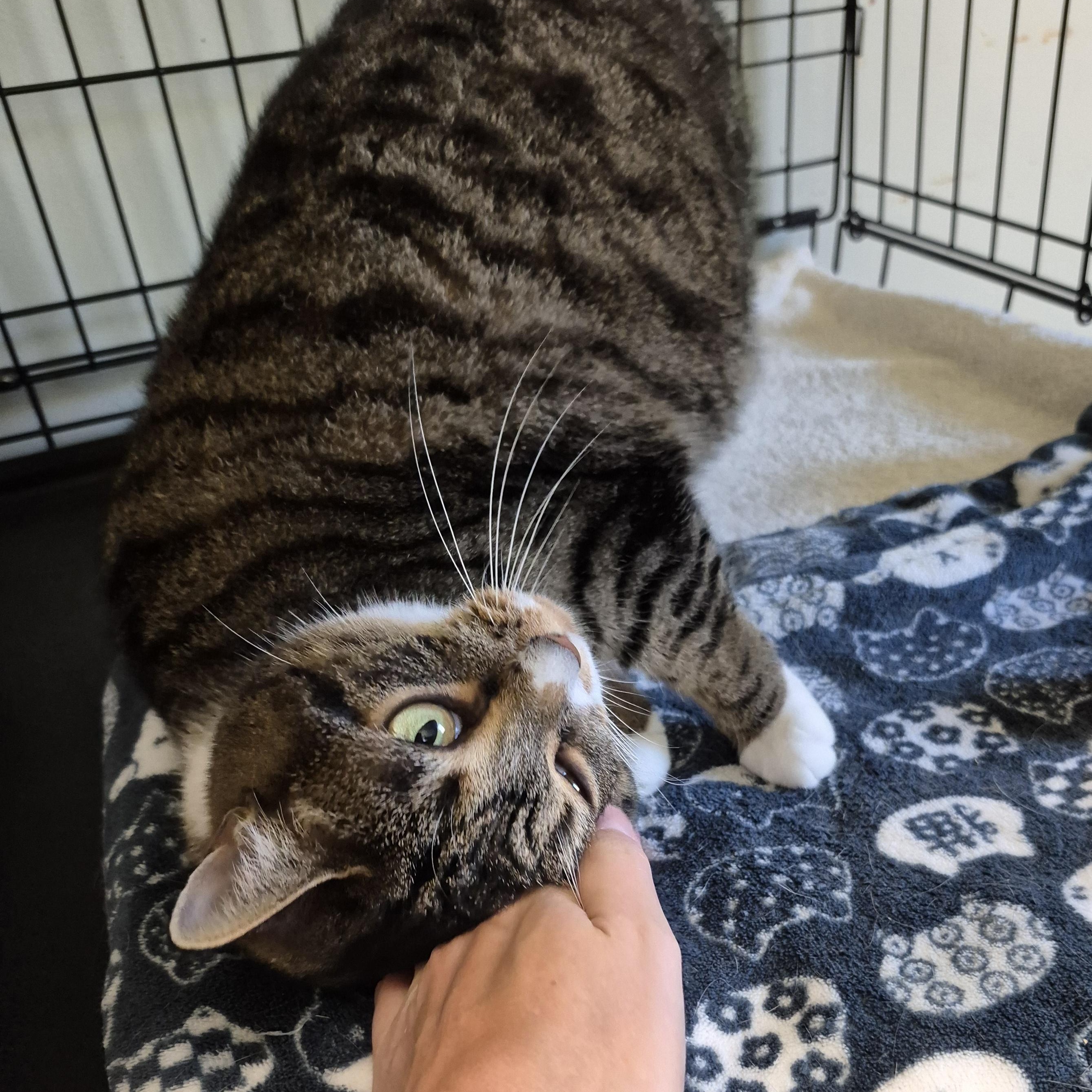 Enlarge Kittyhawk, a Adoptable Domestic Short Hair in Tioga, PA image 5/6