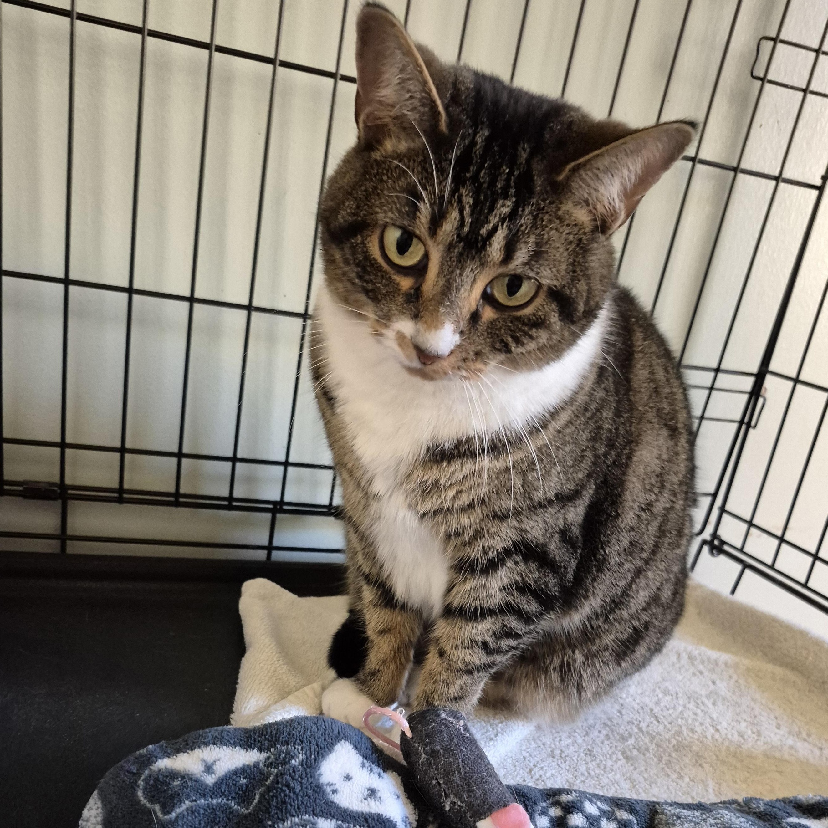 Enlarge Kittyhawk, a Adoptable Domestic Short Hair in Tioga, PA image 4/6