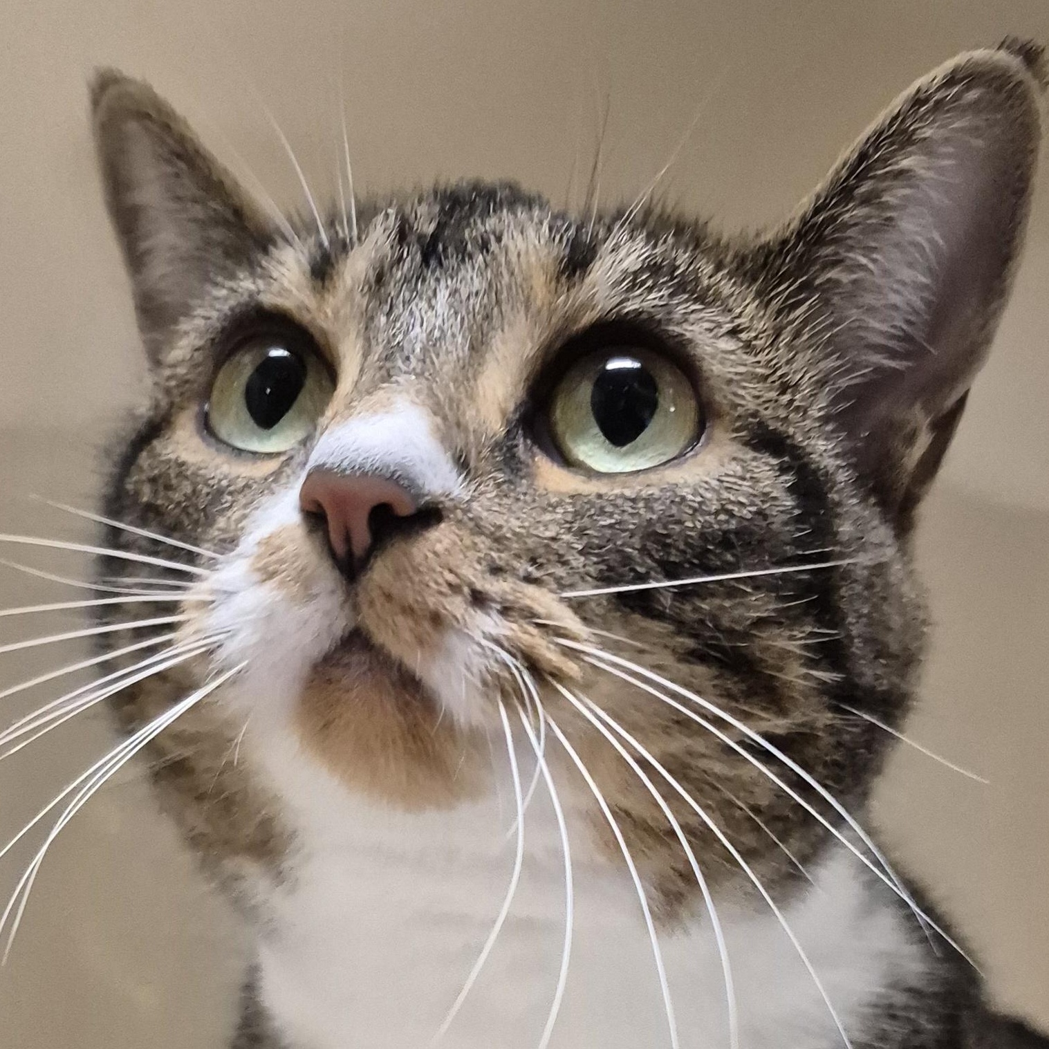 Enlarge Kittyhawk, a Adoptable Domestic Short Hair in Tioga, PA image 1/6