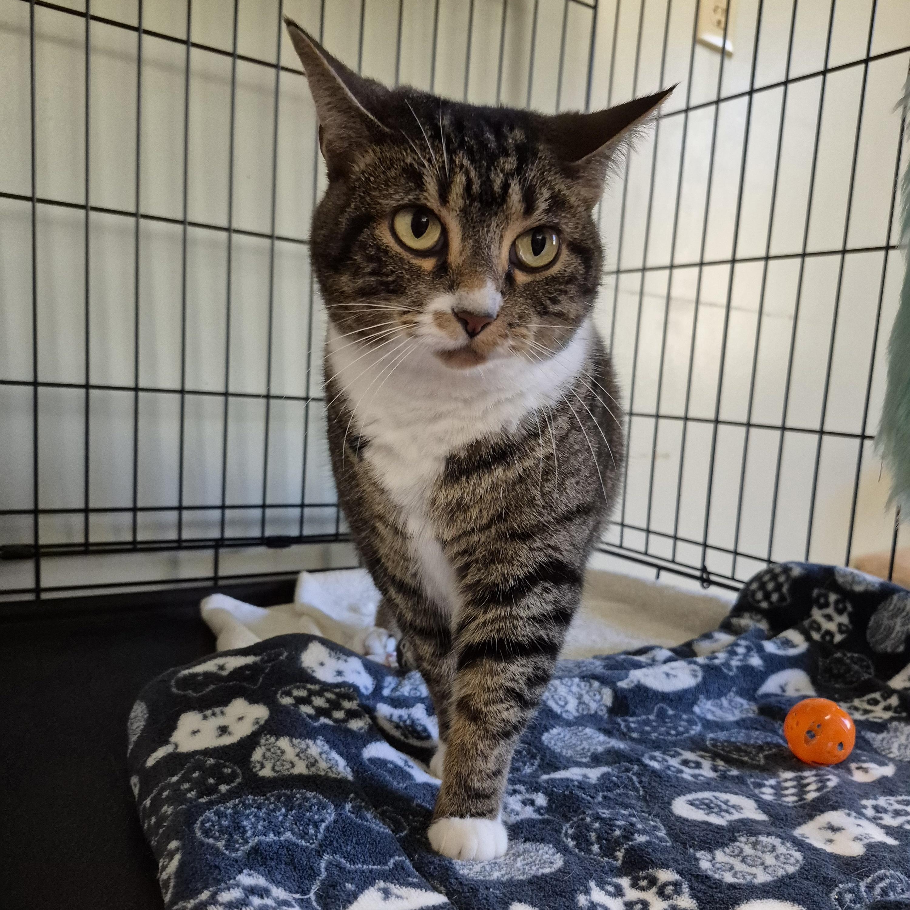 Enlarge Kittyhawk, a Adoptable Domestic Short Hair in Tioga, PA image 3/6