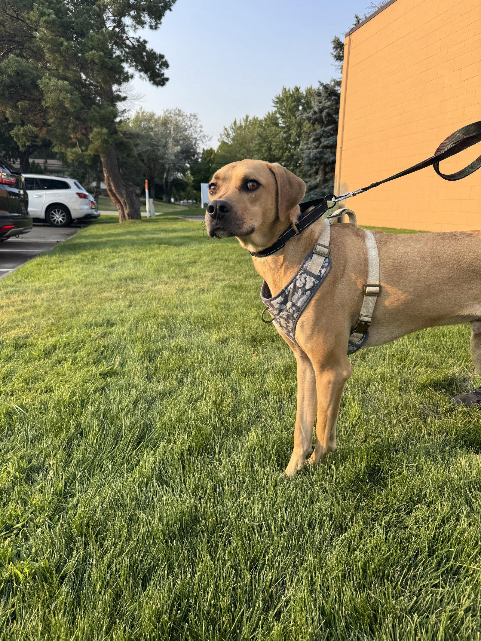Junior, Adoptable, Adult Male Rhodesian Ridgeback.