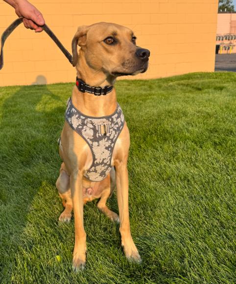 Enlarge Junior, a Adoptable Rhodesian Ridgeback in Brooklyn Center, MN image 2/3