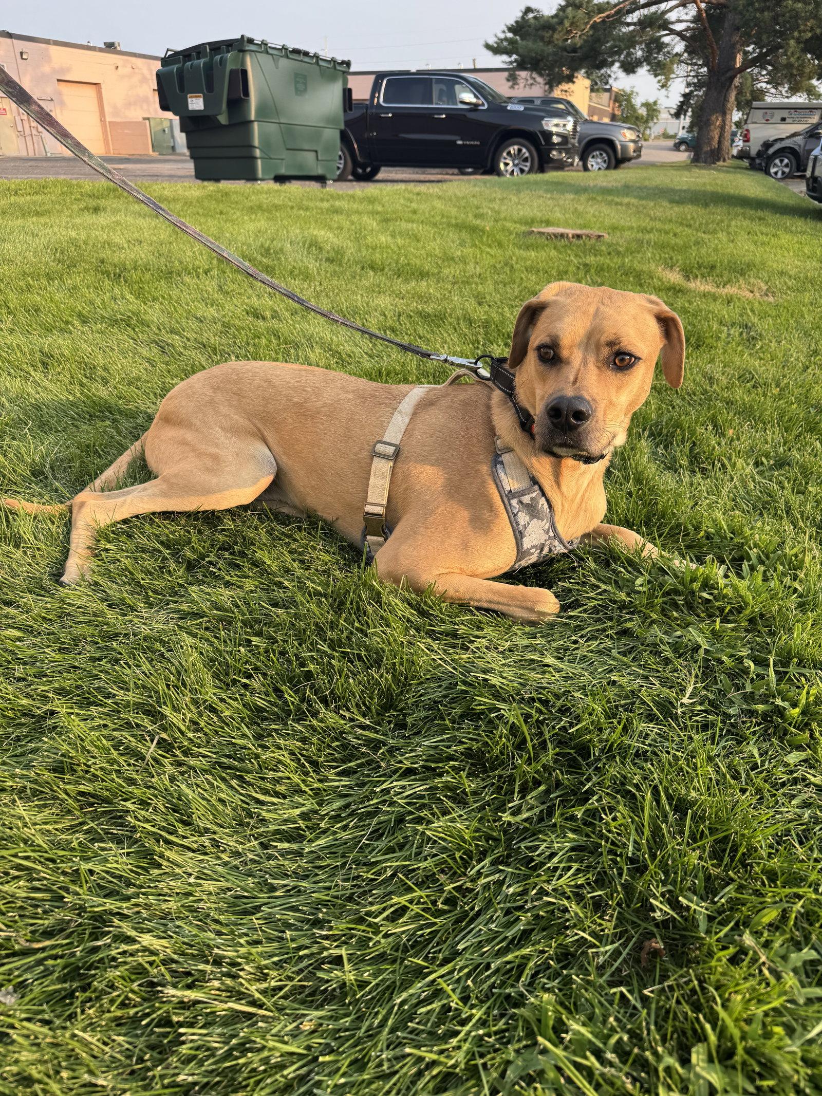 Enlarge Junior, a Adoptable Rhodesian Ridgeback in Brooklyn Center, MN image 3/3