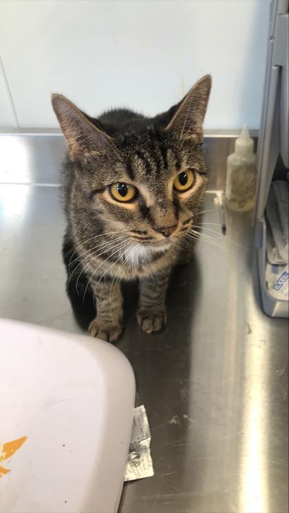 Tabitha, Adoptable, Adult Female Domestic Short Hair & Domestic Short Hair.