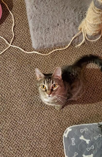 Tabitha, a Adoptable Domestic Short Hair in New Castle, DE image 2/3