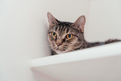 Tabitha, Adoptable, Adult Female Domestic Short Hair & Domestic Short Hair.