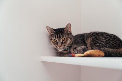 Enlarge Tabitha, a Adoptable Domestic Short Hair in New Castle, DE image 2/3