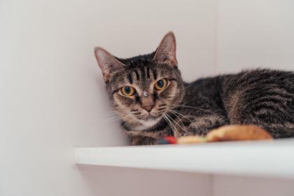 Enlarge Tabitha, a Adoptable Domestic Short Hair in New Castle, DE image 3/3