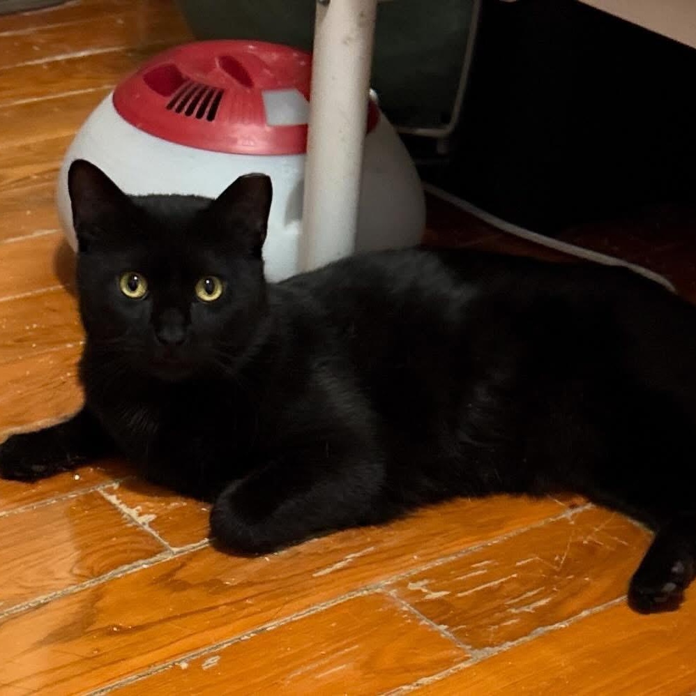 Mega, ADOPTABLE, Young Male American Shorthair.