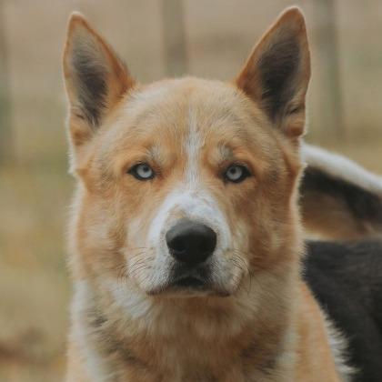 Max, Adoptable, Adult Male Siberian Husky & German Shepherd Dog.