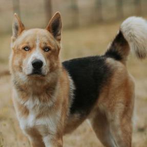 Max, a Adoptable mixed breed in Salem, OR image 2/5