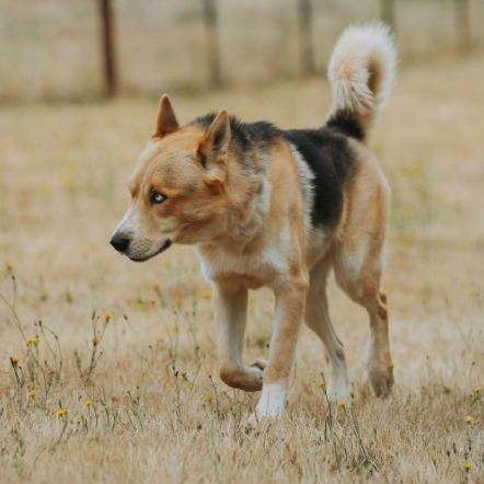Max, a Adoptable mixed breed in Salem, OR image 3/5