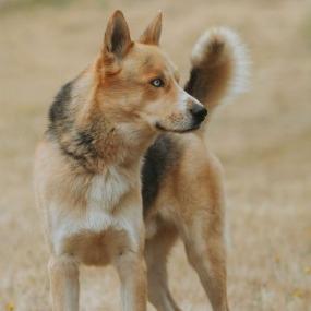 Max, a Adoptable mixed breed in Salem, OR image 4/5