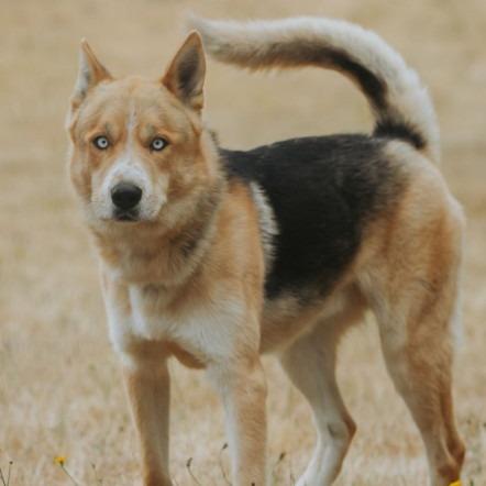 Max, a Adoptable mixed breed in Salem, OR image 5/5