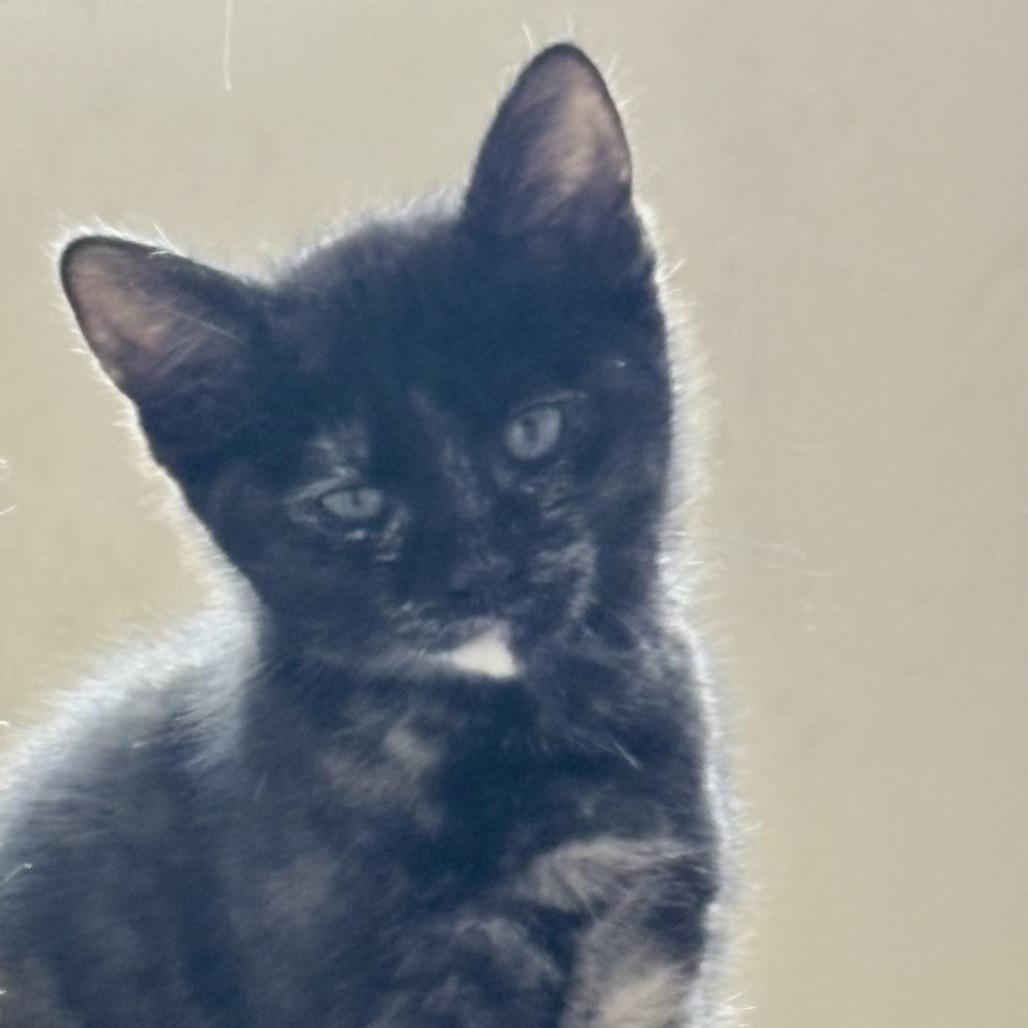 Moon Pie, Adoptable, Kitten Female Domestic Short Hair.