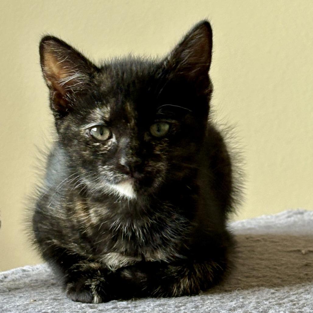 Enlarge Moon Pie, a Adoptable Domestic Short Hair in Temecula, CA image 2/2