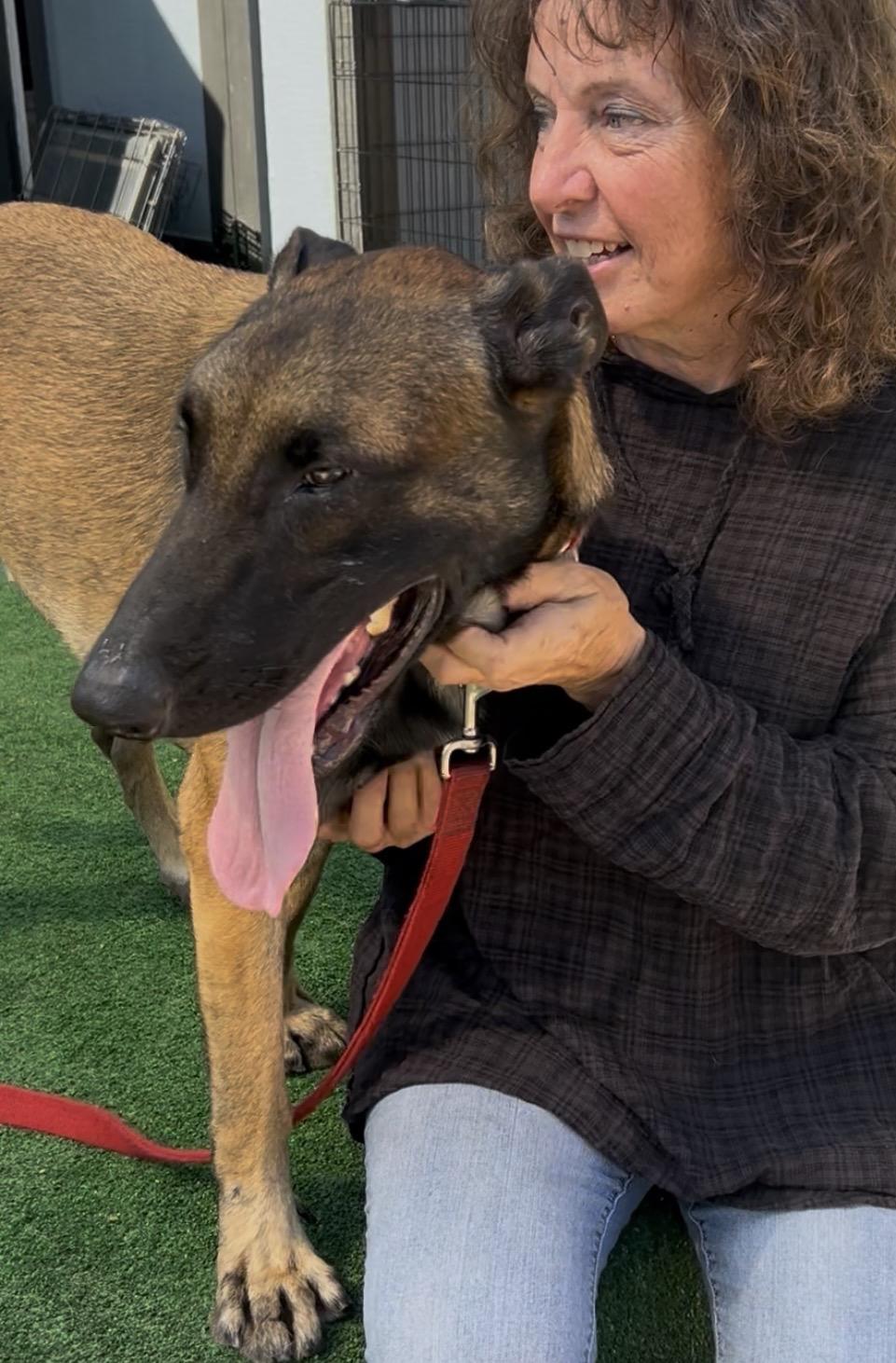 Mayor, a ADOPTABLE Belgian Shepherd / Malinois in Burbank, CA image 2/6