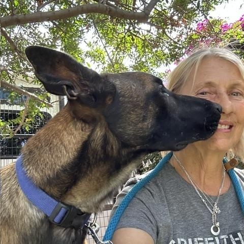 Mayor, a ADOPTABLE Belgian Shepherd / Malinois in Burbank, CA image 5/6