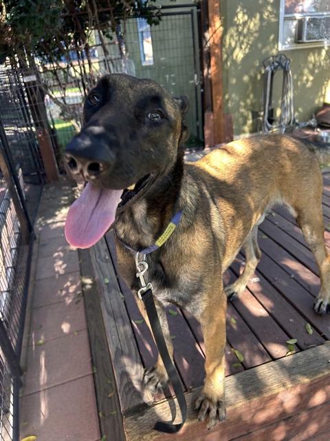 Mayor, a ADOPTABLE Belgian Shepherd / Malinois in Burbank, CA image 3/6