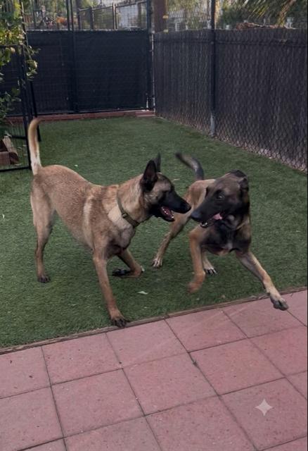 Mayor, a ADOPTABLE Belgian Shepherd / Malinois in Burbank, CA image 4/6