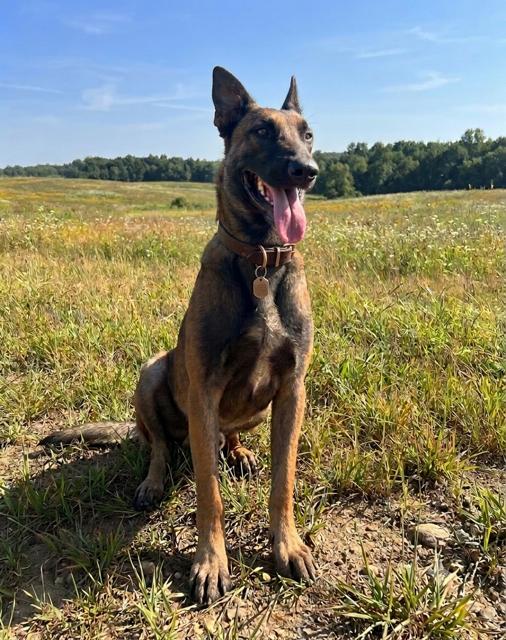 Mayor, ADOPTABLE, Young Male Belgian Shepherd / Malinois.