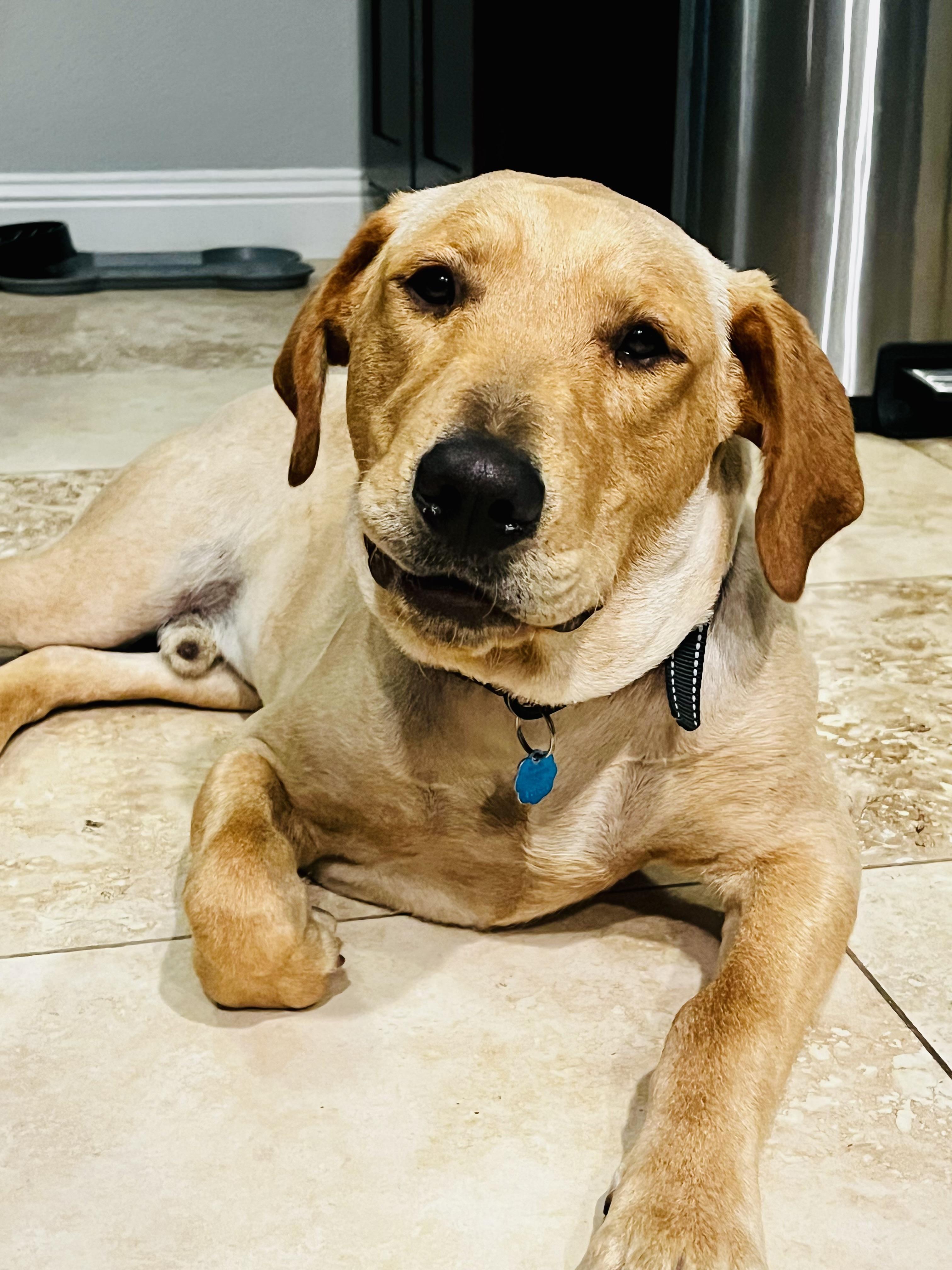 Enlarge Lincoln, a Adoptable mixed breed in Fort Worth, TX image 3/6