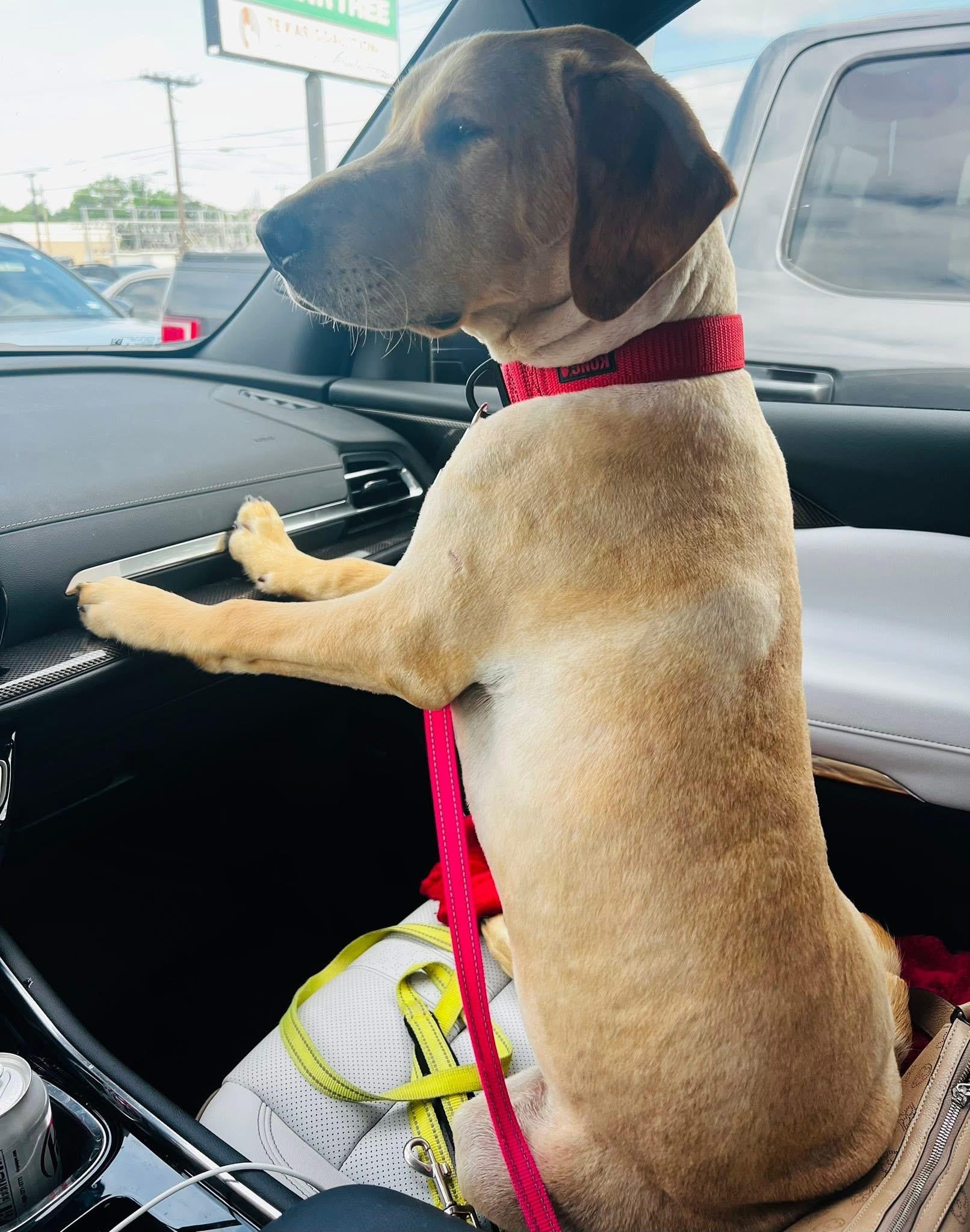 Lincoln, Adoptable, Young Male Yellow Labrador Retriever.