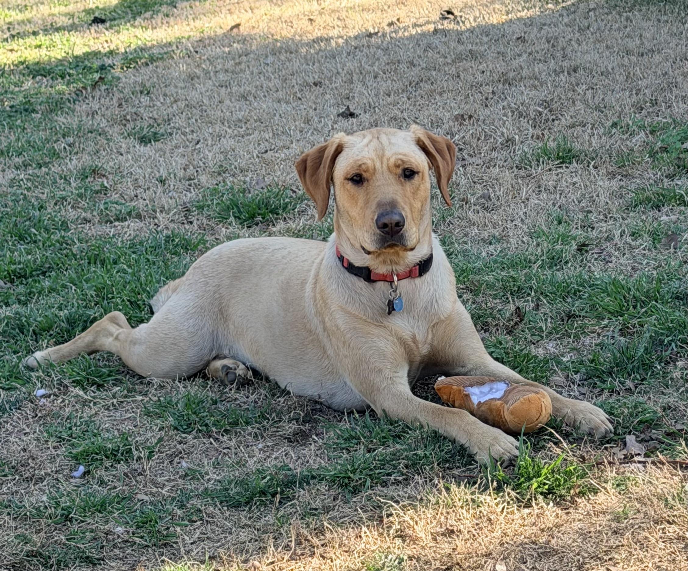 Lincoln, Adoptable, Young Male Yellow Labrador Retriever.