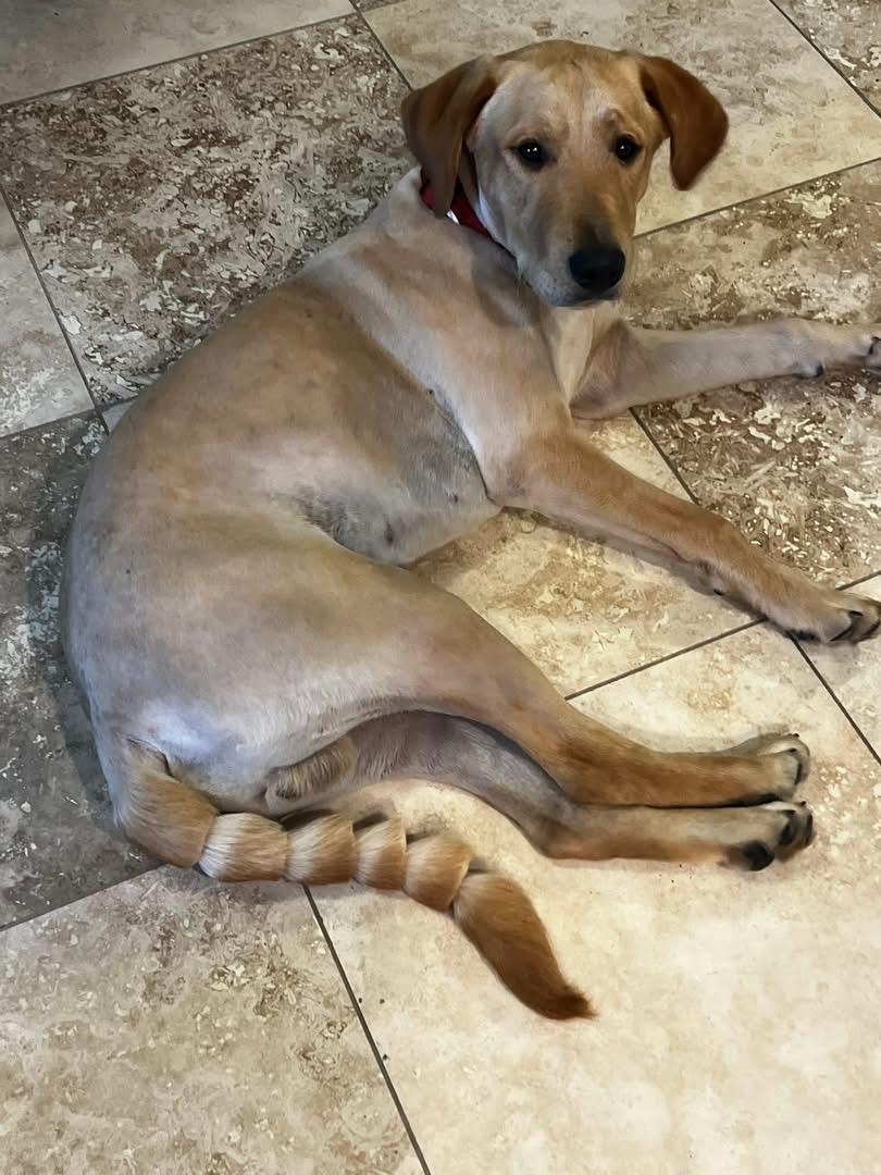 Enlarge Lincoln, a Adoptable mixed breed in Fort Worth, TX image 6/6