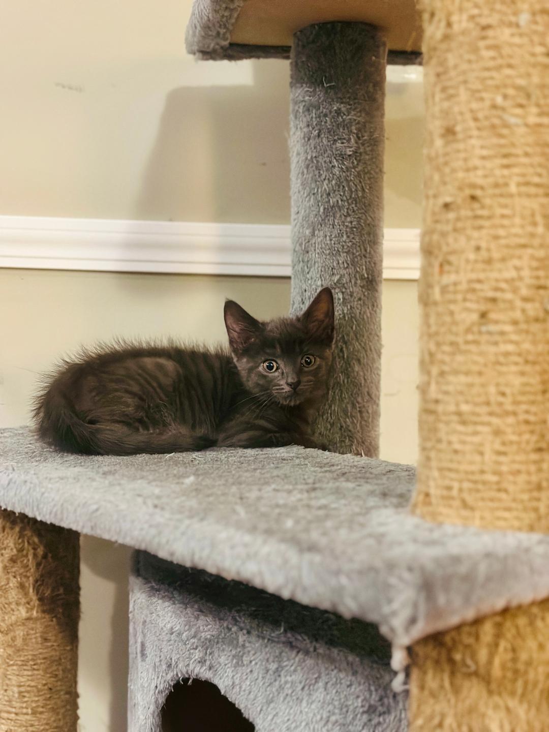 Greg (Community Assist)