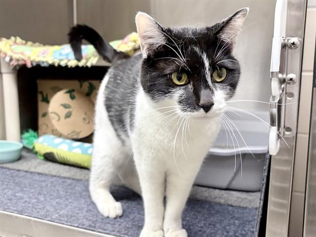 Enlarge TINKER, a Adoptable Domestic Short Hair in Ames, IA image 1/1