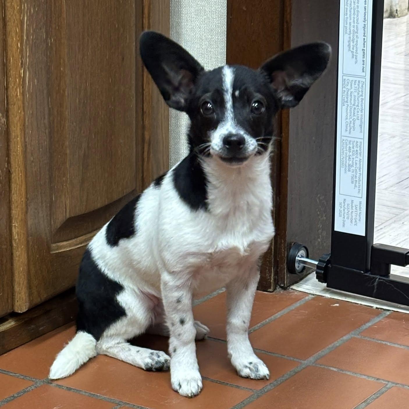 Polar Bear, adopted, Young Male Mixed Breed.