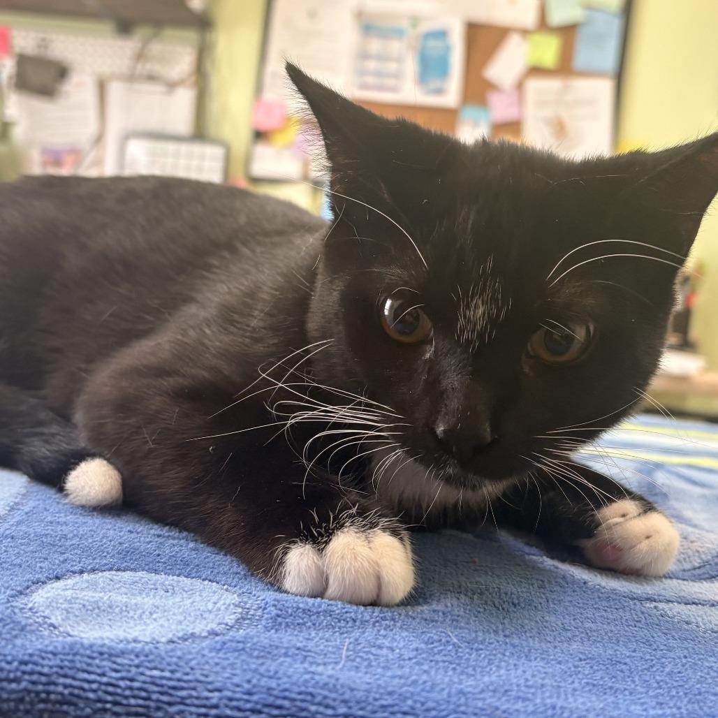 Chip, Adoptable, Young Male Domestic Short Hair.