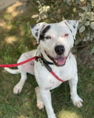 Mustard, Adoptable, Young Male Pit Bull Terrier & Mixed Breed.