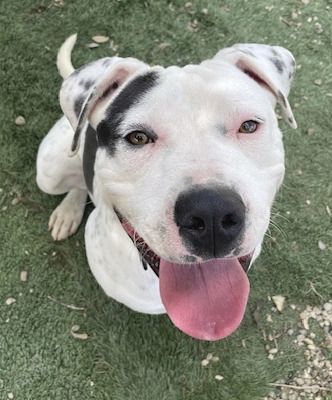 Mustard, a Adoptable mixed breed in Santa Paula, CA image 3/5