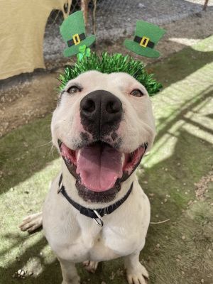 Mustard, a Adoptable mixed breed in Santa Paula, CA image 4/5