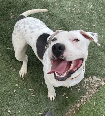 Mustard, a Adoptable mixed breed in Santa Paula, CA image 5/5